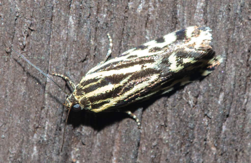 Emmelia trabealis - zebrabagoly