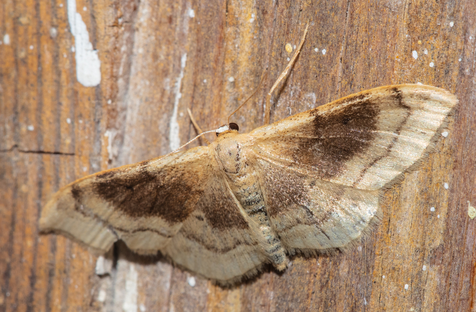 Idaea degeneraria - barnasávos araszoló