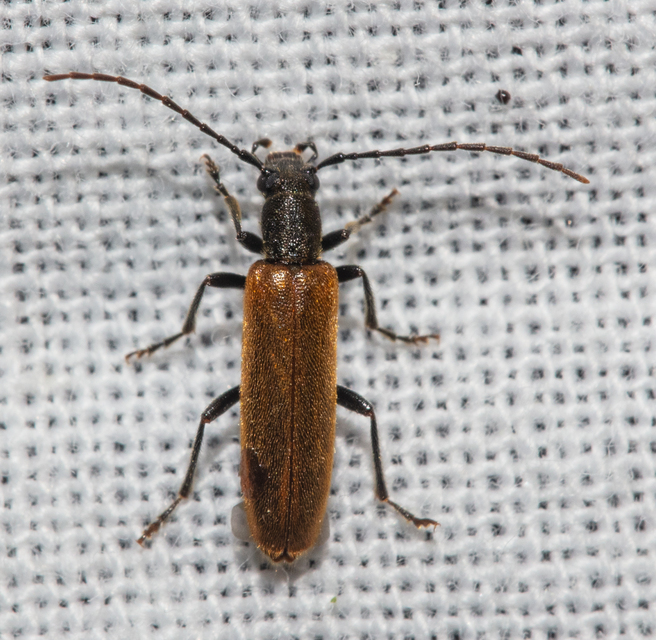 Sparedrus testaceus - szőrös álcincér