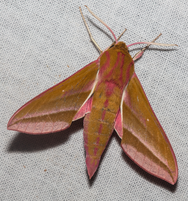 Deilephila elpenor - szőlőszender