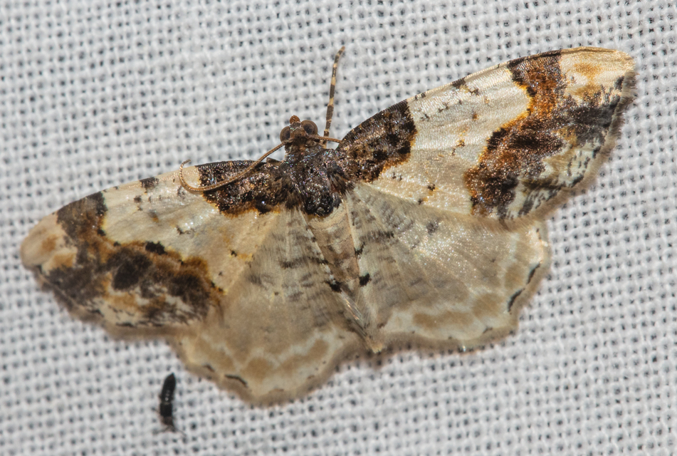 Ligdia adustata - barna levélaraszoló