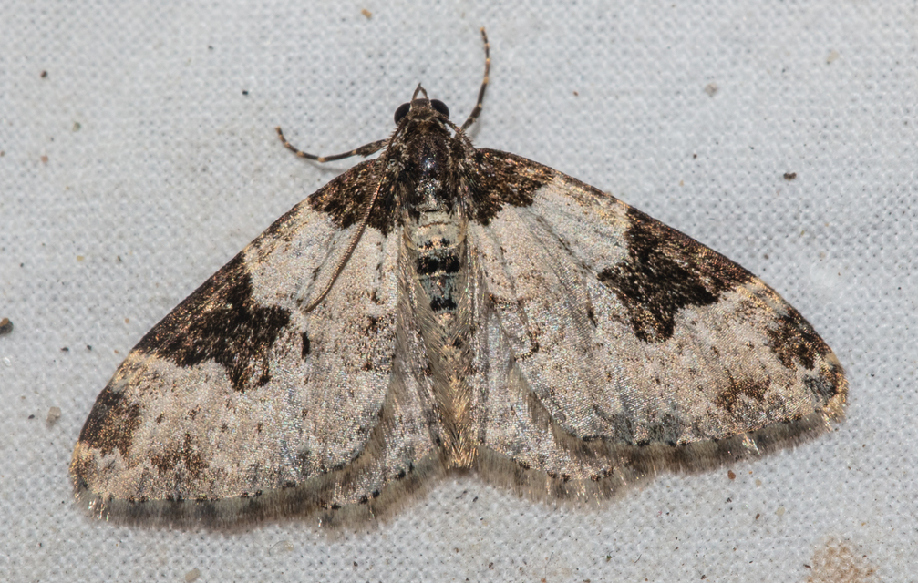 Xanthorhoe fluctuata - közönséges tarkaaraszoló