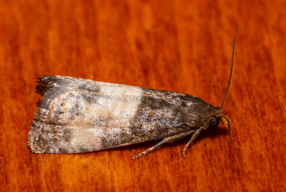 Notocelia cynosbatella - rózsahajtás-tükrösmoly