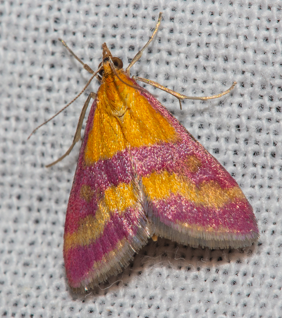 Pyrausta sanguinalis/virginalis