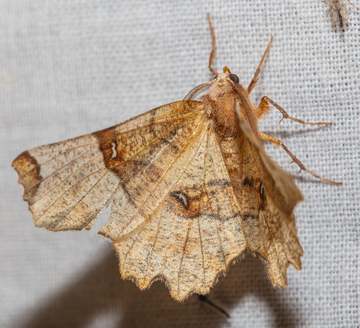 Selenia lunularia - egyfoltos holdasaraszoló
