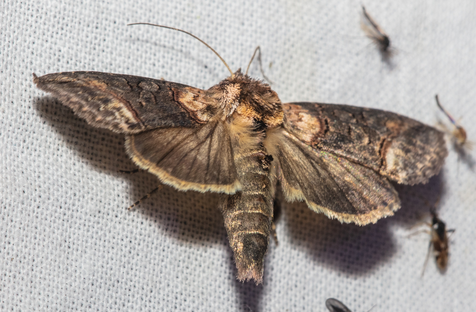 Abrostola