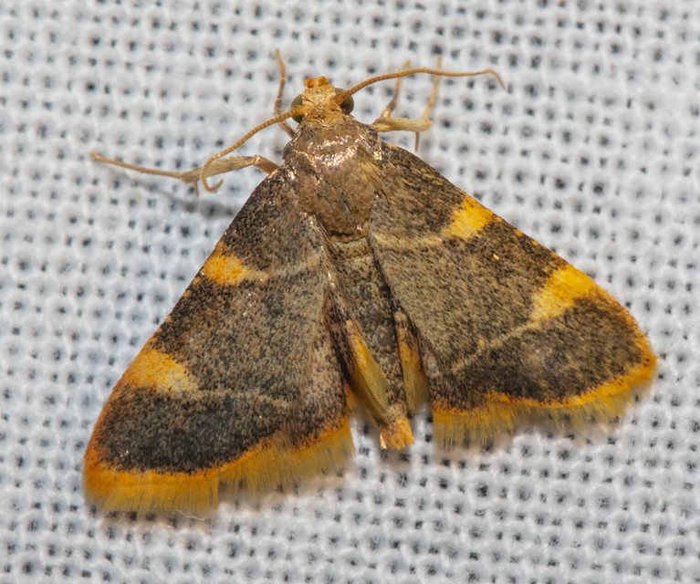 Hypsopygia costalis - szénailonca