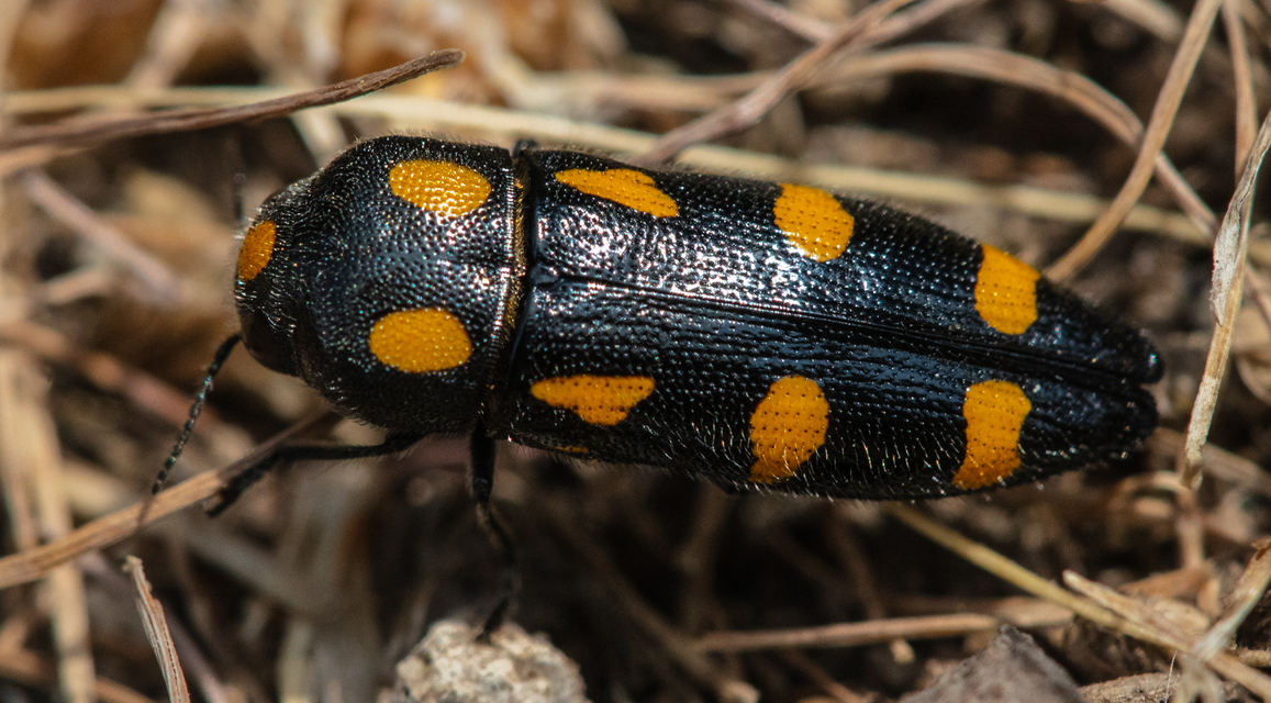 Ptosima undecimmaculata - sárgafoltos díszbogár