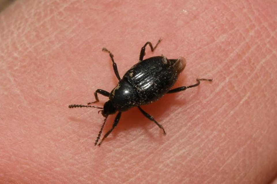 Scaphium immaculatum - görbelábú sajkabogár