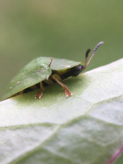 Cassida viridis - zöld pajzsbogár Cassida viridis - zöld pajzsbogár