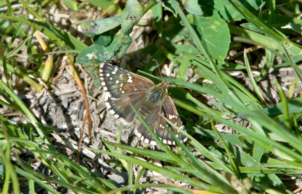 Pyrgus armoricanus - feles busalepke