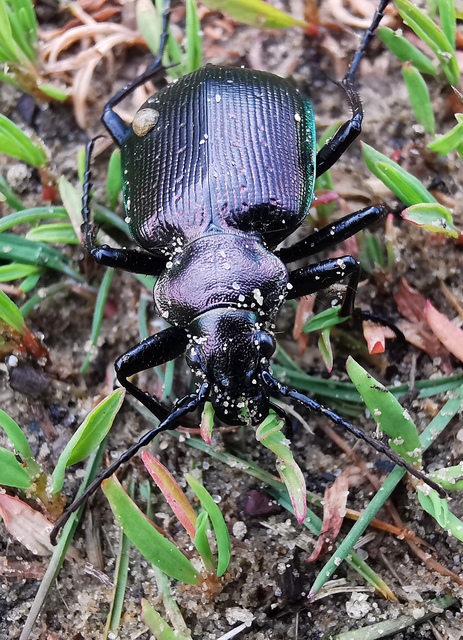Calosoma inquisitor - kis bábrabló