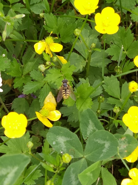 Chrysotoxum