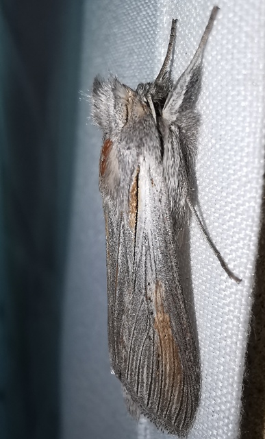 Cucullia balsamitae - homoki csuklyásbagoly