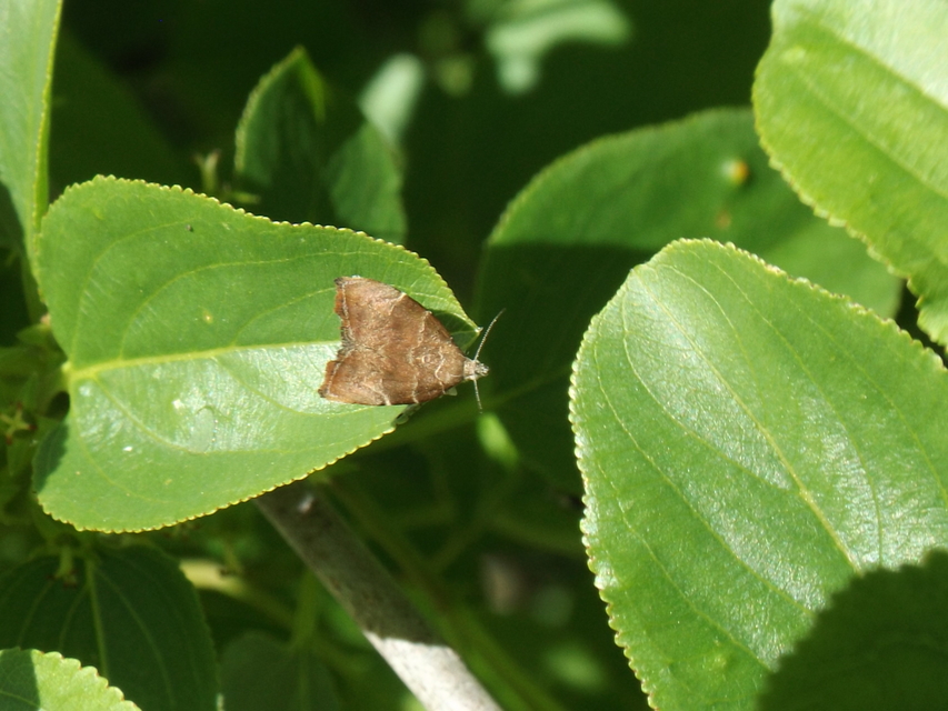 Choreutis nemorana - füge-levélmoly