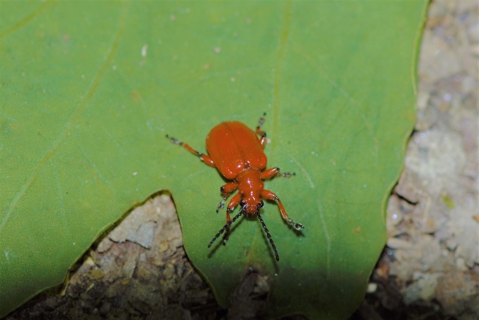 Lilioceris merdigera - hagymabogár