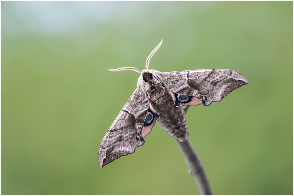 Smerinthus ocellatus - esti pávaszem