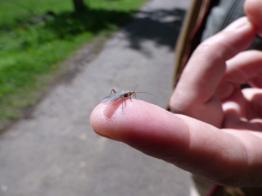 Plecoptera - Álkérészek