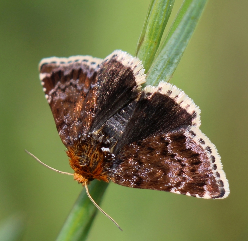 Apaustis rupicola - kakukkfű-törpebagoly