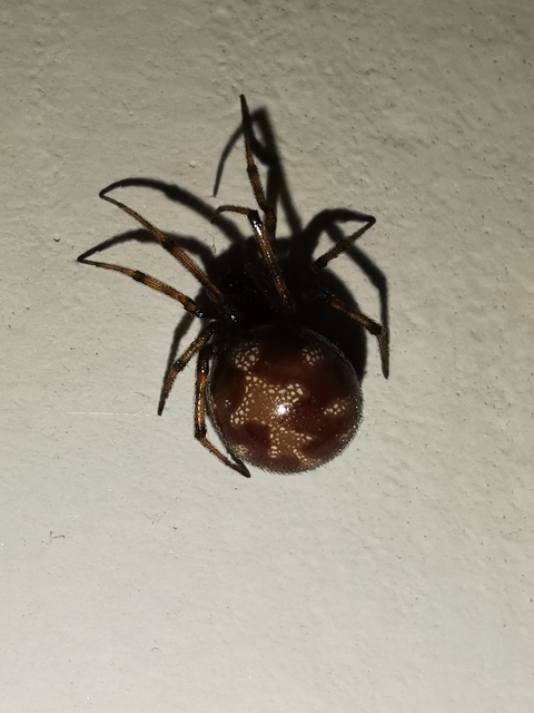 Steatoda triangulosa - háromszöges faggyúpók