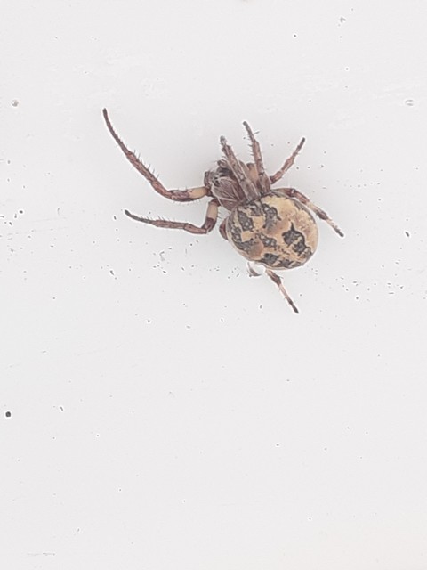 Larinioides cornutus - nádi keresztespók