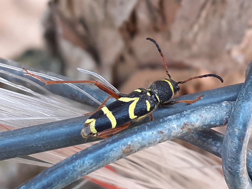 Clytus arietis - közönséges darázscincér