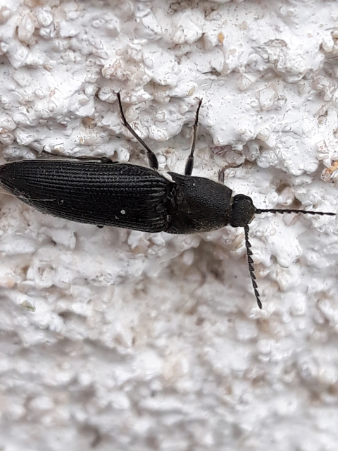 Melanotus punctolineatus - sávos gyászpattanó