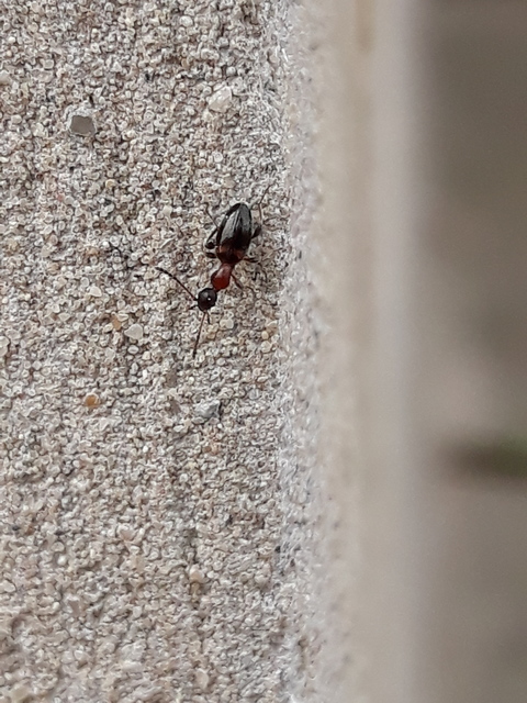 Anthelephila pedestris - hangyaszerű fürgebogár