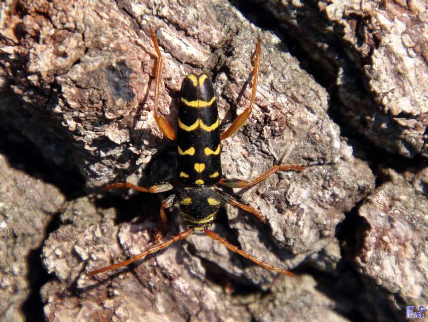 Plagionotus arcuatus - bársonyos darázscincér