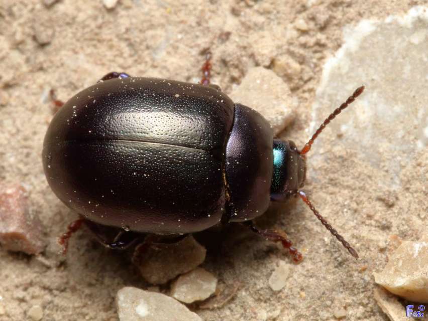Chrysolina sturmi - vöröslábú levelész