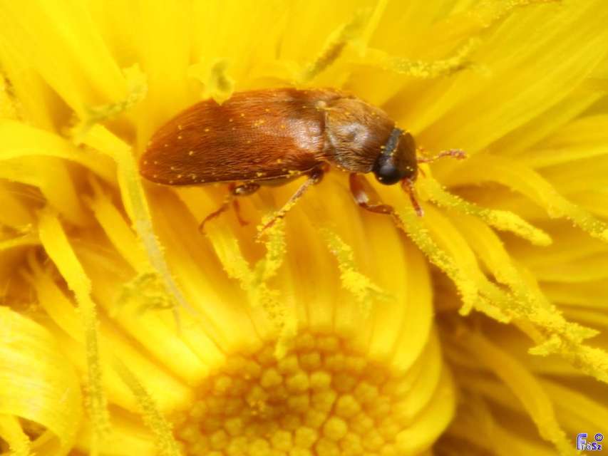 Byturus ochraceus - gyömbérgyökérbogár