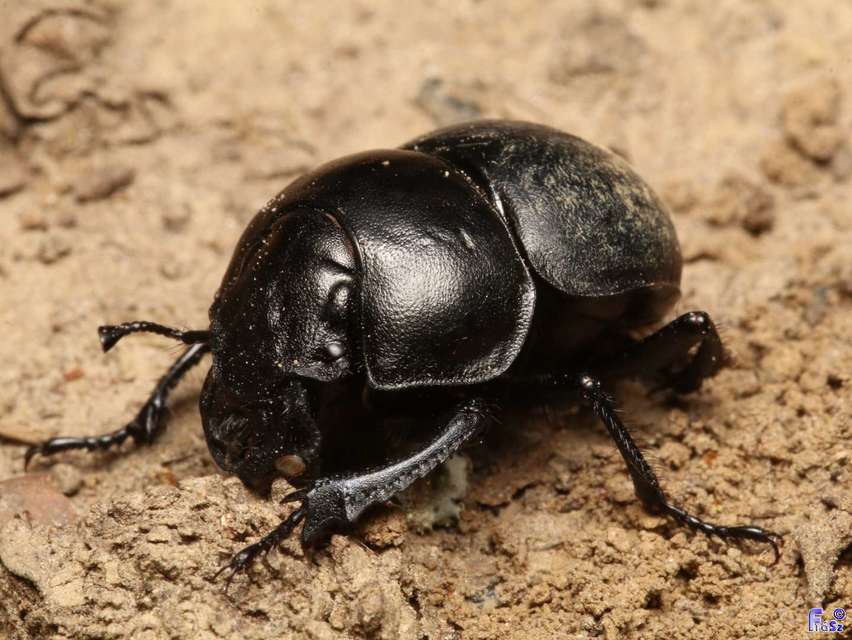Lethrus apterus - nagyfejű csajkó