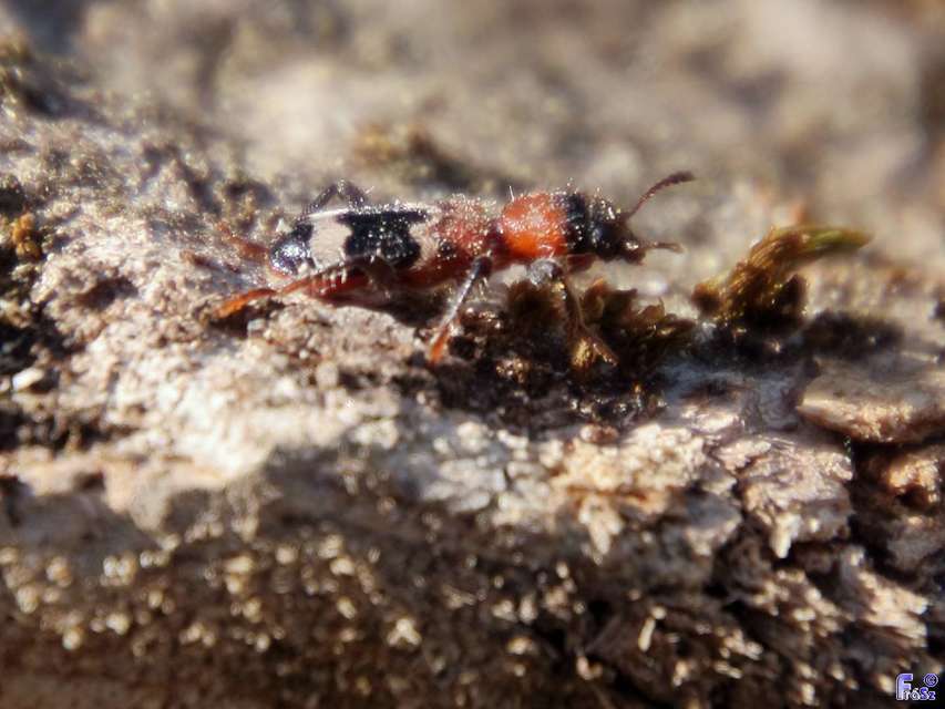 Thanasimus formicarius - vörösnyakú szúfarkas