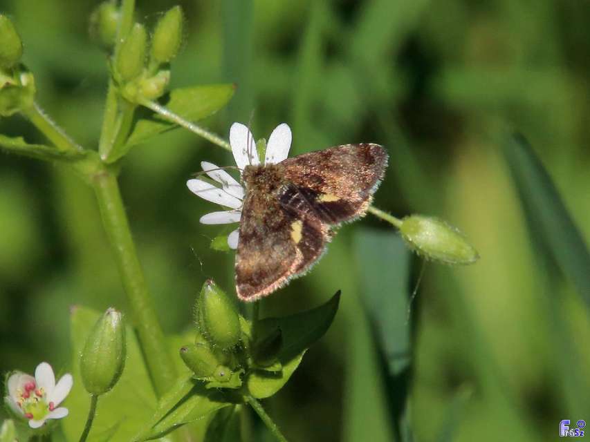 Panemeria tenebrata - apró sárgabagoly