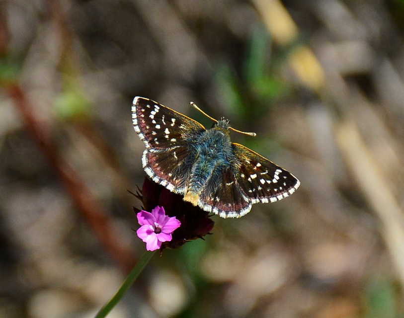 Spialia orbifer - törpe busalepke