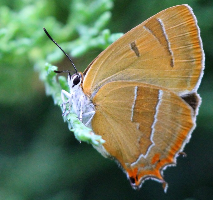 Thecla betulae - nyírfalepke