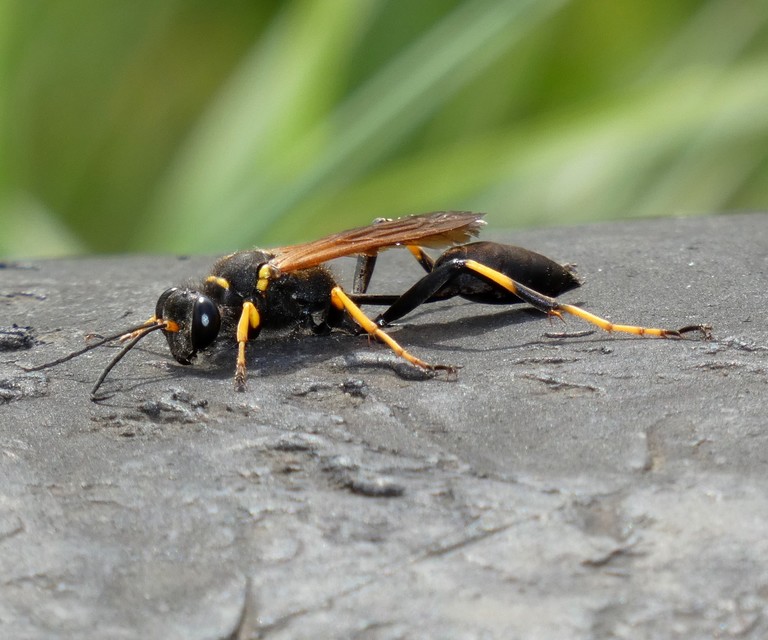Sceliphron caementarium - feketenyelű lopódarázs