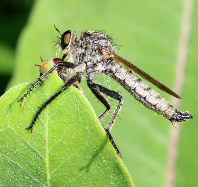 Eutolmus rufibarbis
