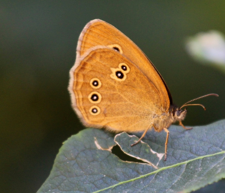Aphantopus hyperanthus - közönséges ökörszemlepke