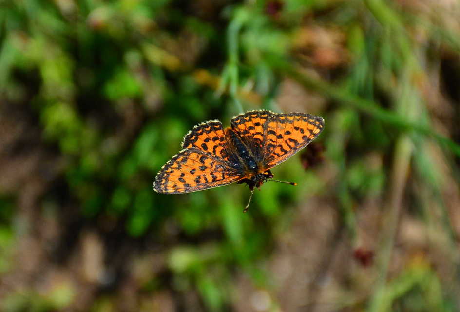Melitaea trivia - kis tarkalepke