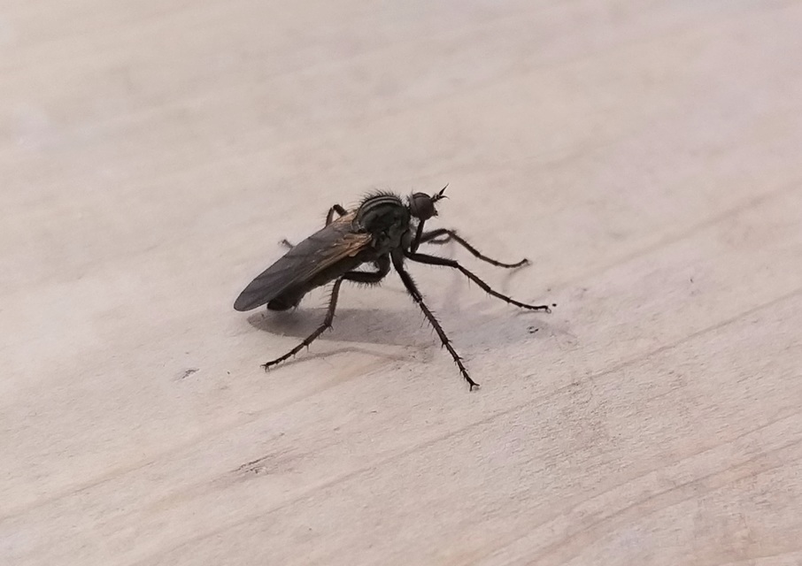 Empididae - táncoslegyek