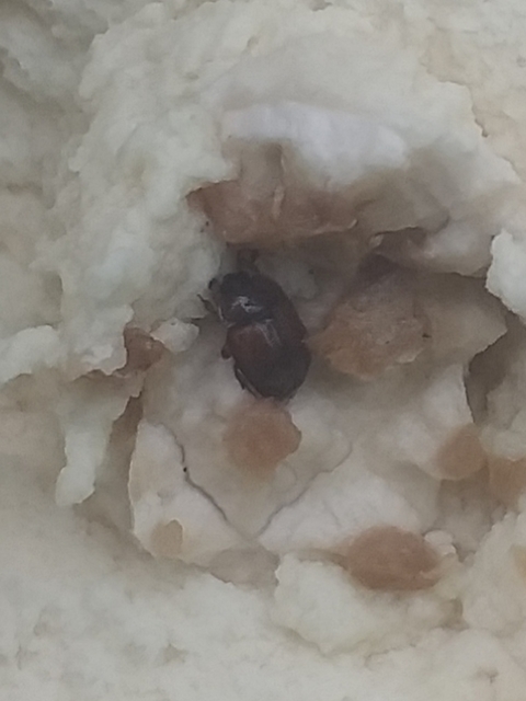 Pocadius Pocadius