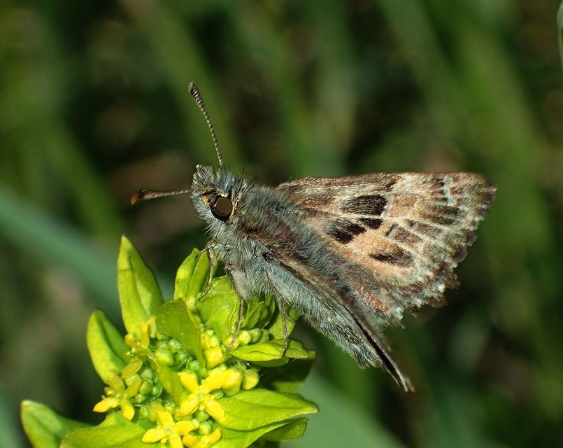 Carcharodus alceae - mályva-busalepke