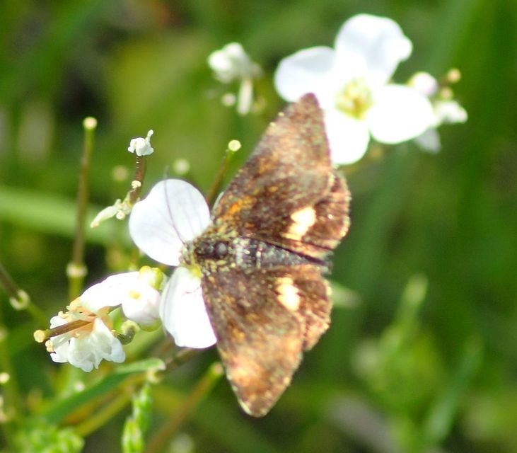 Panemeria tenebrata - apró sárgabagoly
