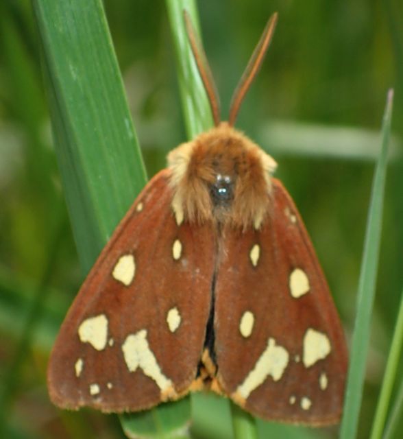 Hyphoraia aulica - barna medvelepke