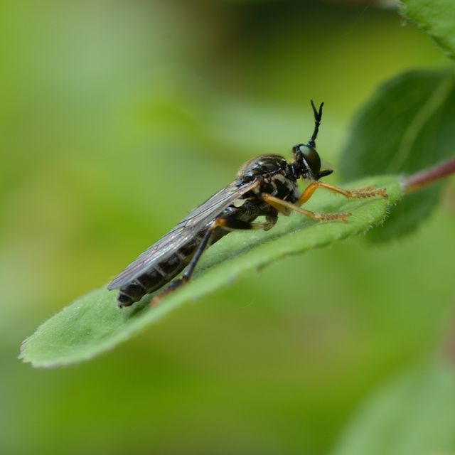 Dioctria