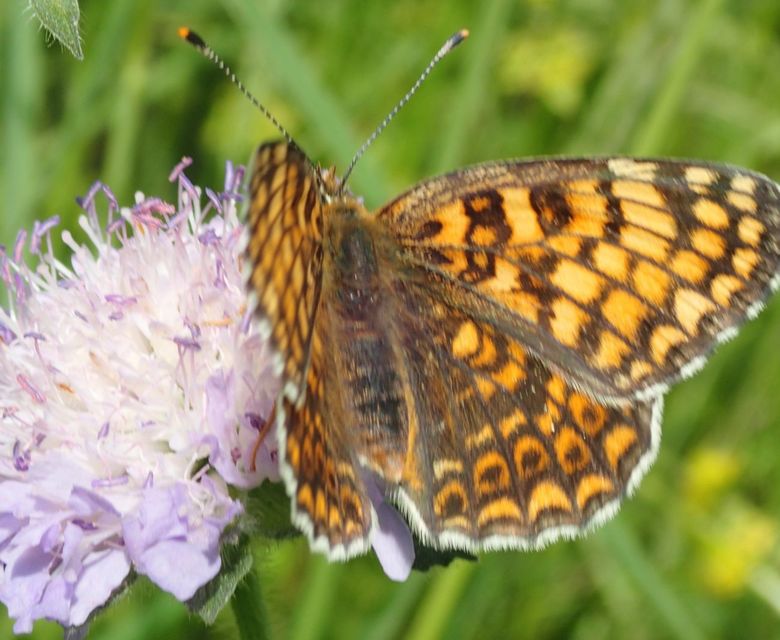 Melitaea cinxia - réti tarkalepke