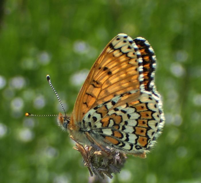 Melitaea cinxia - réti tarkalepke