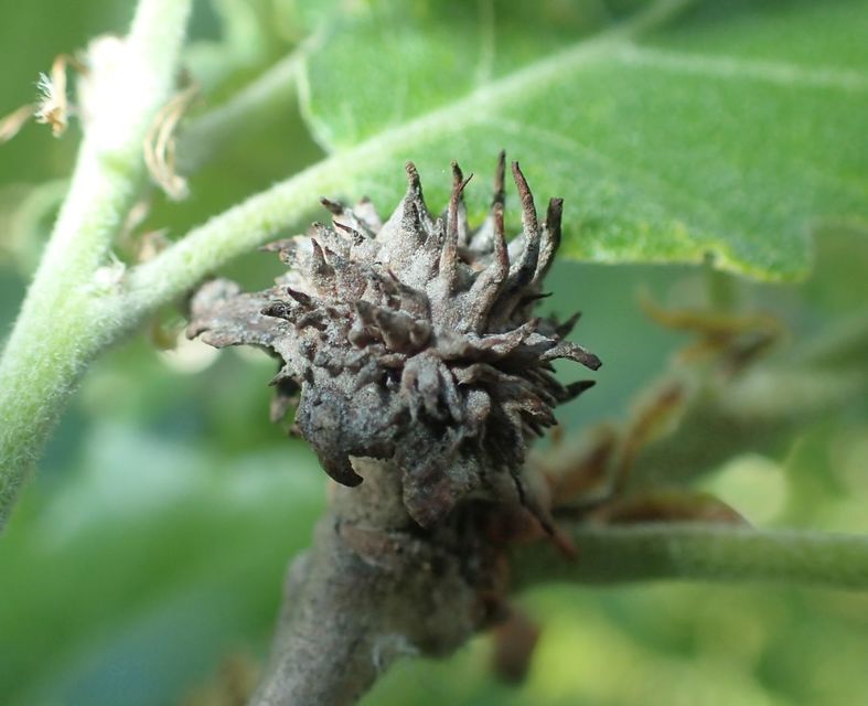 Andricus hartigi