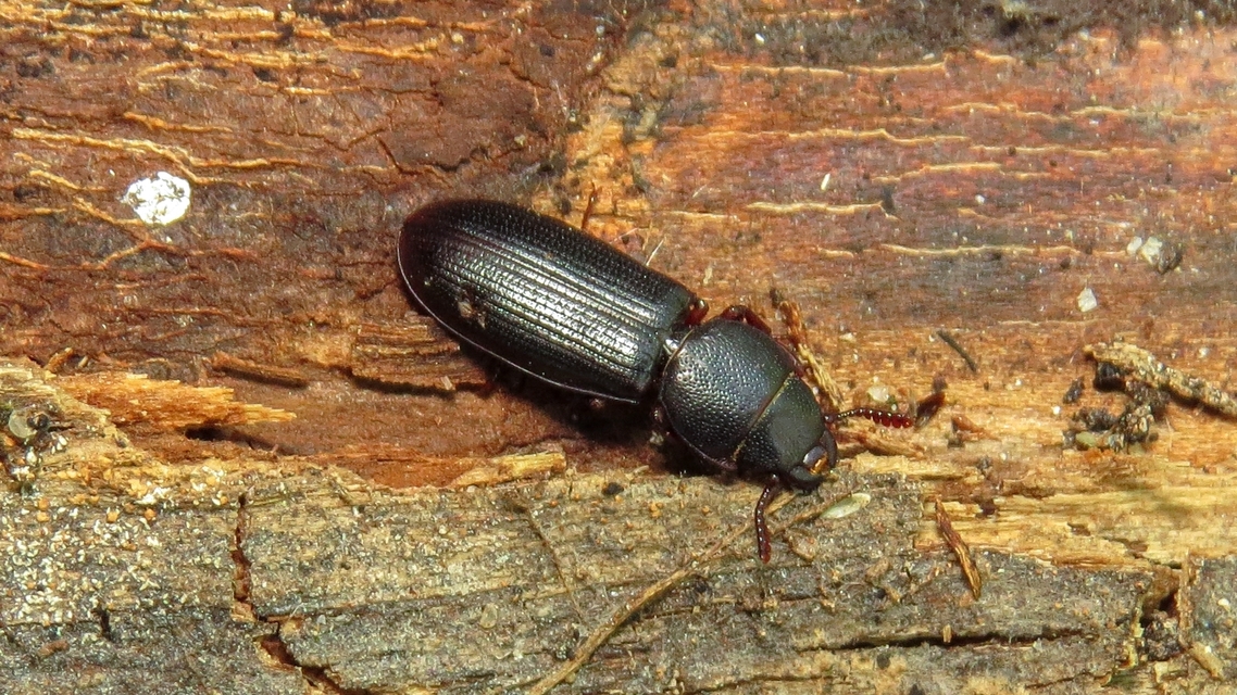 Tenebroides mauritanicus - lisztmentő korongbogár